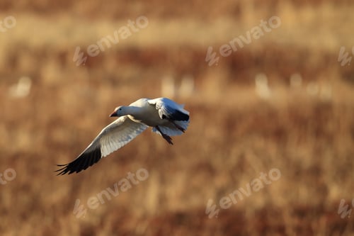 Preview: Snow Geese Bosque Del Apache, New Mexico Usa