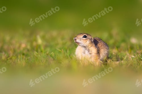 Preview: Cute Funny Animal. Pregnant Ground Squirrel. Green Nature Background.