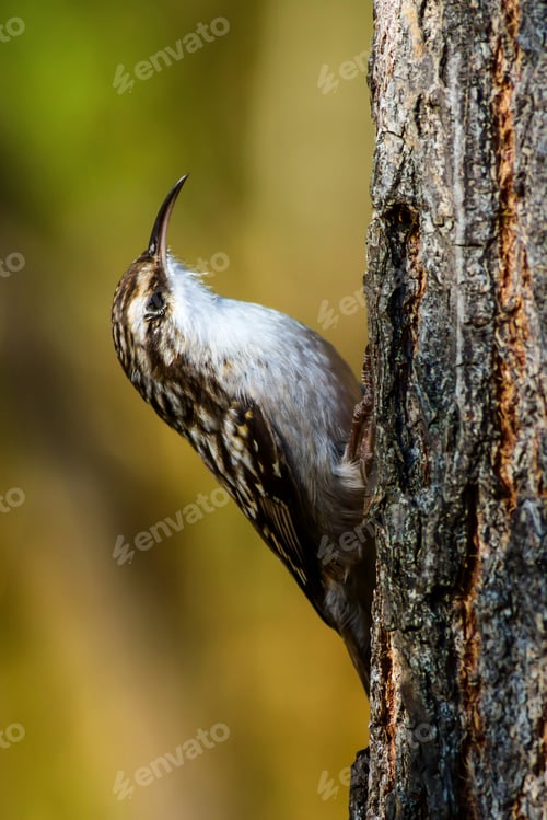 Preview: Cute Bird Climbing Tree Short Toed Treecreeper / Certhia Brachydactyla