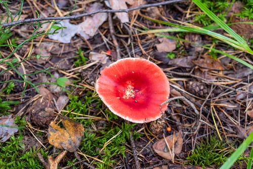 Preview: Red Russula Mushroom On Forest Floor Background, Macro