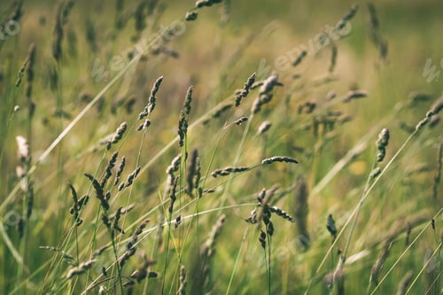 Preview: Closeup Of Beautiful Green Plants With Blur Background Nature - Vintage Green Look