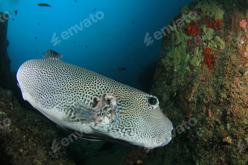 Preview: Puffer Fish
