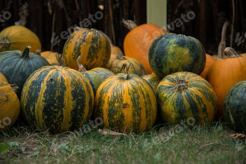 Preview: Halloween Pumpkins In Autumn