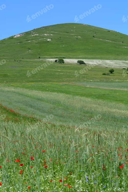 Preview: Summer Field Landscape