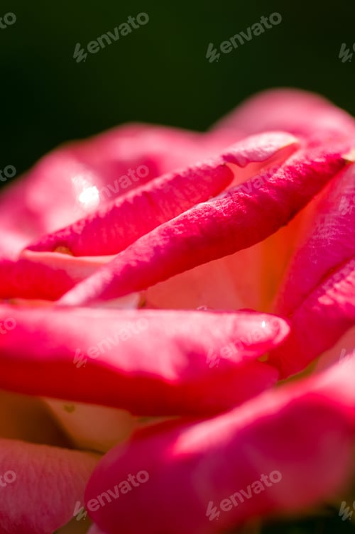 Preview: Pink Rose Flower. Nature. Close Up, Selective Focus