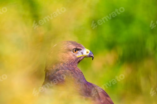 Preview: Bird Of Prey. Portrait Of Buzzard. Green Nature Background.