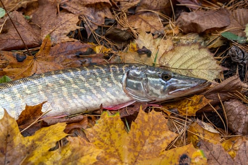 Preview: Freshwater Northern Pike Fish Know As Esox Lucius Lying On Yellow Leaves. Fishing Concept, Good