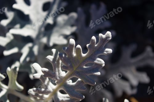 Preview: Silver Dust Cineraria Maritima In The Garden, Close Up.