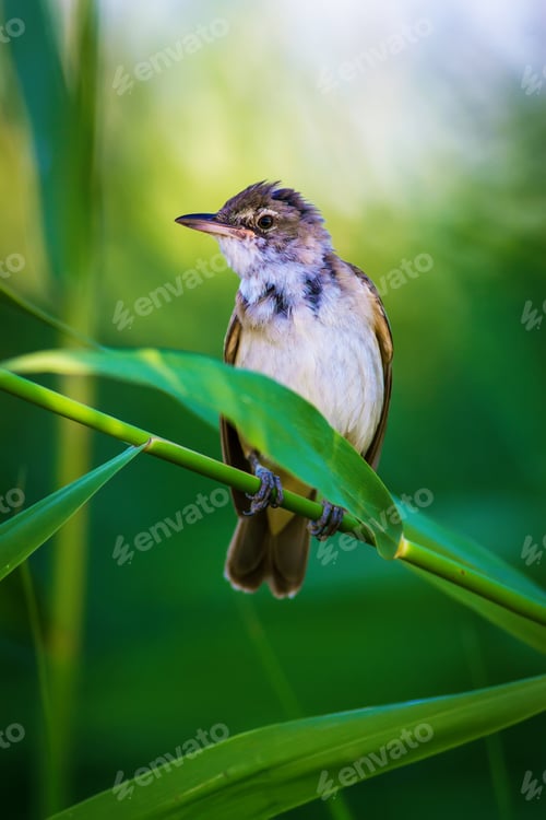 Preview: Cute Bird. Green Nature Background. Great Reed Warbler. Acrocephalus Arundinaceus.