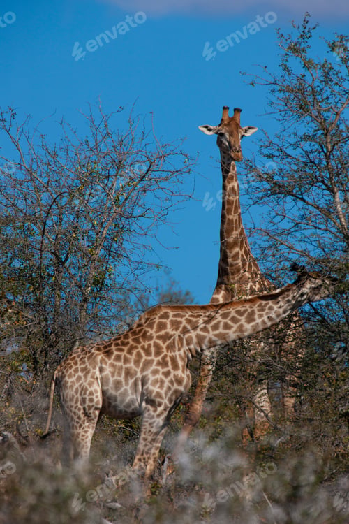 Preview: Giraffes In The Kruger National Park, South Africa