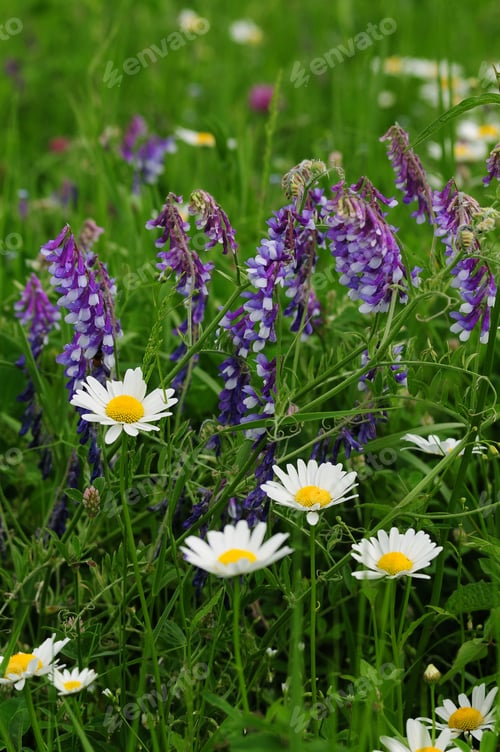 Preview: Awesome Summer Flowers, Armenia