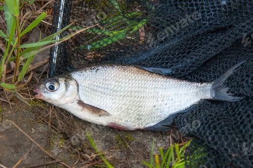 Preview: Close Up View Of Just Taken From The Water Freshwater White-Eye Bream Species Of The Family
