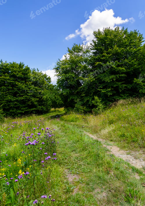 Preview: Wide Path Through Meadow In To The Forest. Beautiful Summer Nature Scenery. Blue Sky With Fluffy