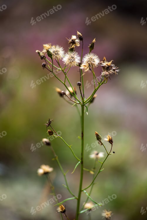 Preview: Random Color Summer Flowers In Green Meadow Under The Sun With Blur Background