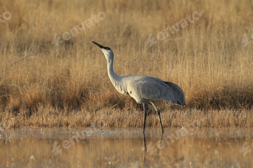 Preview: Sandhill Crane Bosque Del Apache Wildlife Reserve New Mexico Usa