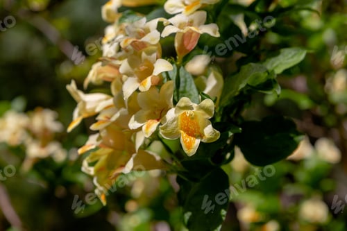 Preview: Blossom Weigela Middendorffiana In Spring Garden. Flowering Shrubs In The Garden.