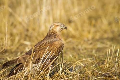 Preview: Wild Bird Hawk Dry Yellow Background Long Legged Buzzard / Buteo Rufinus