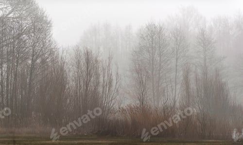 Preview: Nature Reserve With Reed And Bare Trees In Mist.