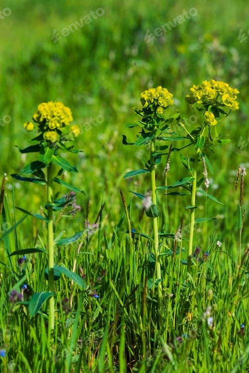 Preview: Euphorbia Plant In The Natural Habitat