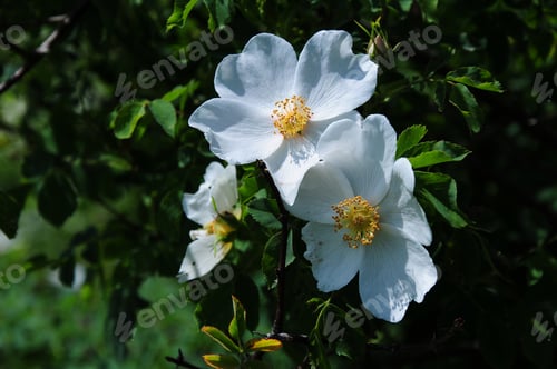 Preview: Rosa Canina In Bloom