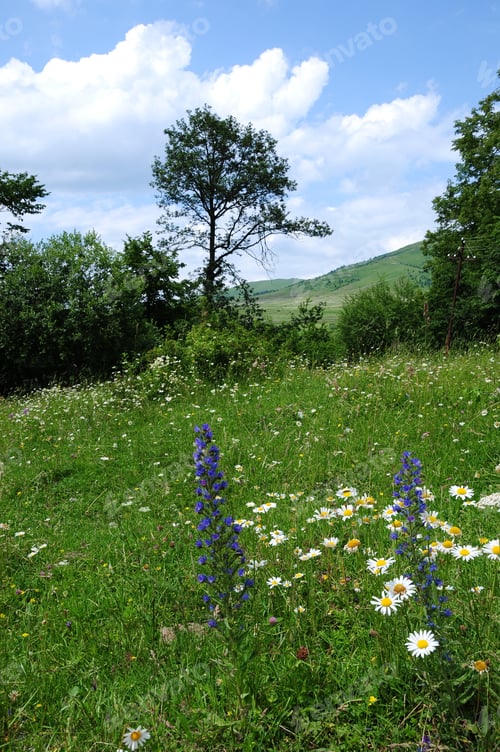 Preview: Summer Landscape