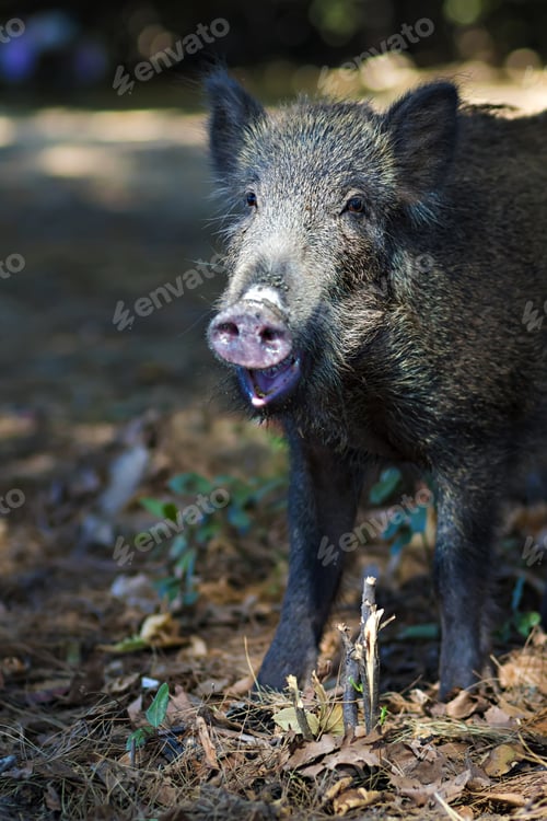 Preview: Wild Boar. Forest Background.