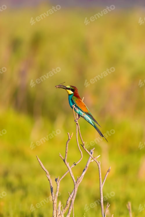 Preview: Colorful Bird. Warm Colors Nature Background.