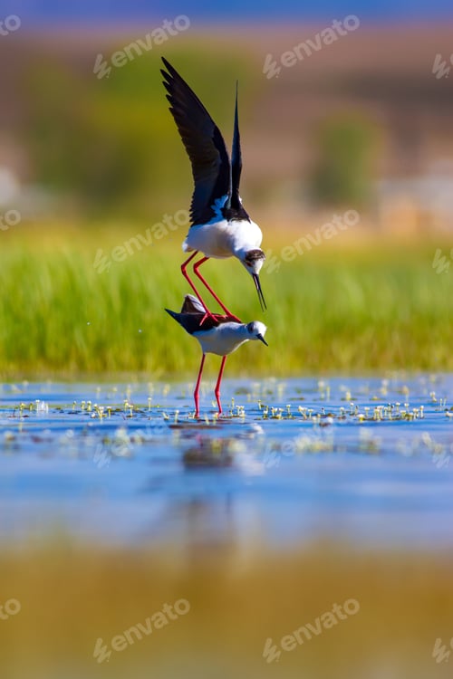 Preview: Mating Birds. Green Nature Background. Birds: Black Winged Stilt