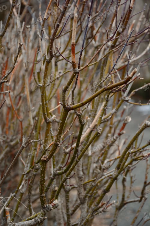 Preview: Bare Tree Branches