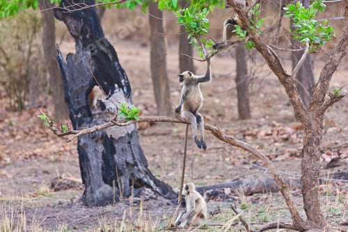 Preview: Gray Langur Also Known As Hanuman Langur In The Bandhavgarh National Park In India. Bandhavgarh Is