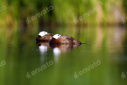 Preview: Swimming Duck. Colorful Nature Background. Bird: White Headed Duck. Oxyura Leucocephala.