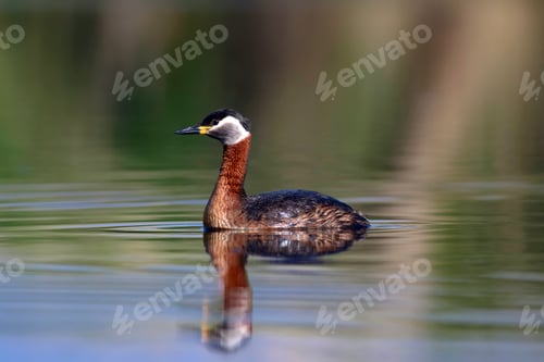 Preview: Swimming Bird. Bird: Green, Blue Nature Background. Red Necked Grebe. Podiceps Grisegena.