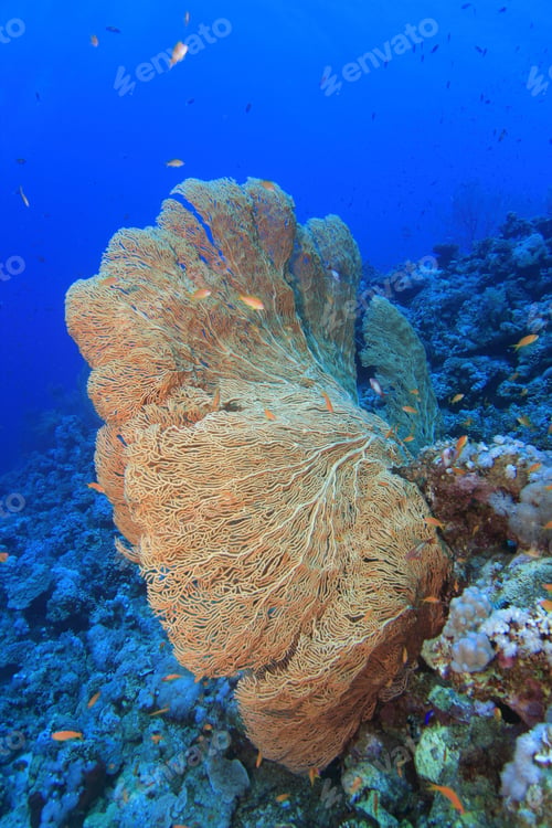 Preview: Gorgonian Fan Coral