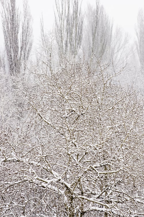 Preview: Winter Landscape Trees Covered With Snow And Hoar Frost