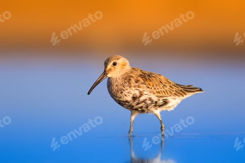 Preview: Cute Water Bird. Blue Yellow Nature Background. Curlew Sandpiper / Calidris Ferruginea