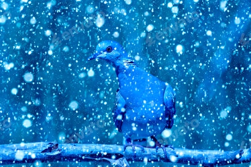 Preview: Winter Season And Animals. Falling Snow. Blue Nature Background. Turtle Dove.