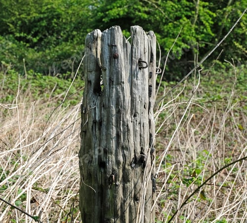 Preview: Old Rustic Wooden Post With Nails In It