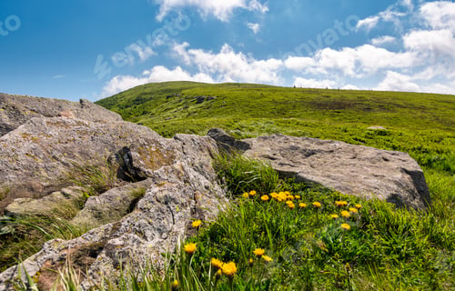 Preview: Yellow Dandelions On A Grassy Hillside. Giant Boulders On The Grassy Slope Of Polonina Runa