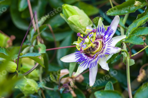 Preview: Passion Flower Passiflora Caerulea Passionflower Against Green Garden Background