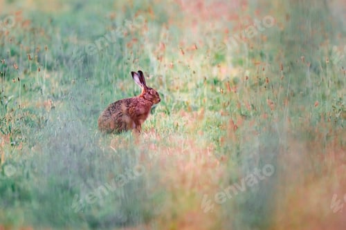 Hare Sitting In Summer Meadow.