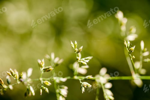 Preview: Green Plants Isolated On Natural Background With Beautiful Bokeh And Contour Light