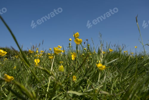 Preview: Summer Meadow