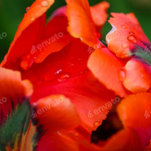Preview: Red Flower Of Tulip Sort Parrot (Rococo). Hybrids Of Tulips - A Beautiful Spring Bulbs. Growing