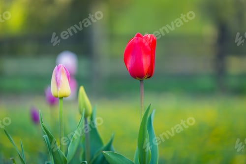 Preview: Beautiful Spring Tulips Blooming. Springtime Flowers Macro.