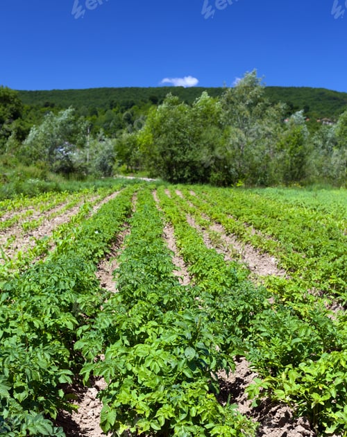 Preview: Potatoes Field Near The Forest Under Blue Sky