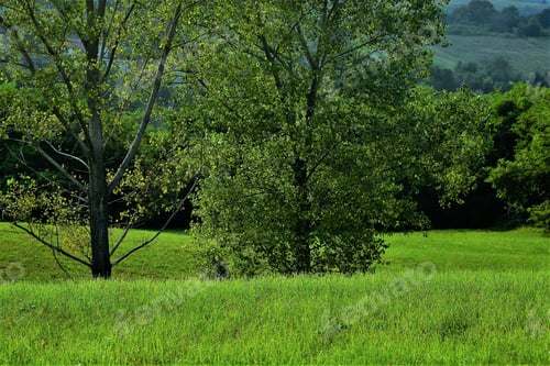 Preview: Green Meadows And Trees