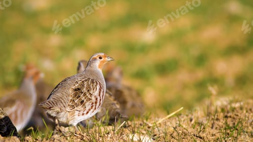 Preview: Partridges. Colorful Nature Background. Bird: Grey Partridge. Perdix Perdix.