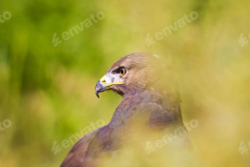 Preview: Hawk Portrait. Green Nature Background Long Legged Buzzard / Buteo Rufinus