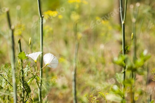 Preview: Convulvulus Arvensis (Bindweed) Plant With Flowers On Natural Background