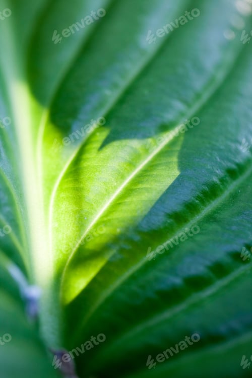 Preview: Green, Abstract Composition With Leaf Texture And Soft Focus